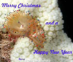 Merry Christmas and a Happy New Year by Rene Oude Avenhuis 